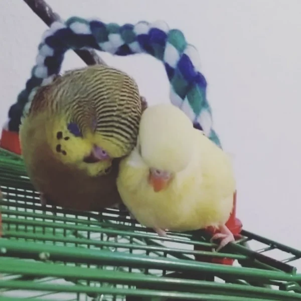 Wellensittich-Bild: Ist das nicht einfach nur herzzerreißend süß? Ich könnte die aufessen! <3