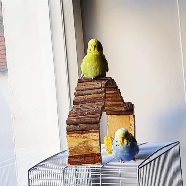Wellensittich-Bild: ..hockt auf seinem Thron