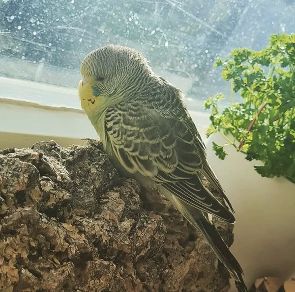 Wellensittich-Bild: Ist das schön warm hier :)