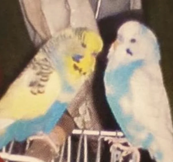 Wellensittich-Bild: ein Traumpärchen <3 <3 <3