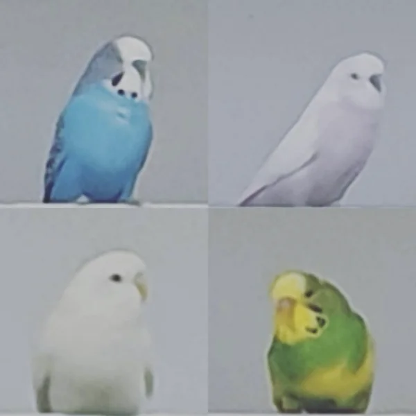 Wellensittich-Bild: Zwei Neue, zwei alte 
oben: Kumquats (genannt Kummi), Krethi (4 Jahre)
unten: Klara Kokos (genannt Klärchen) und Kalle