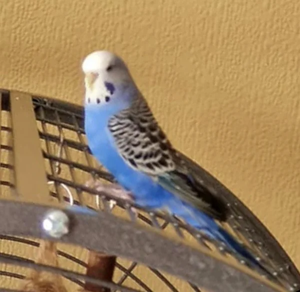 Wellensittich-Bild: unsere Neue <3 
