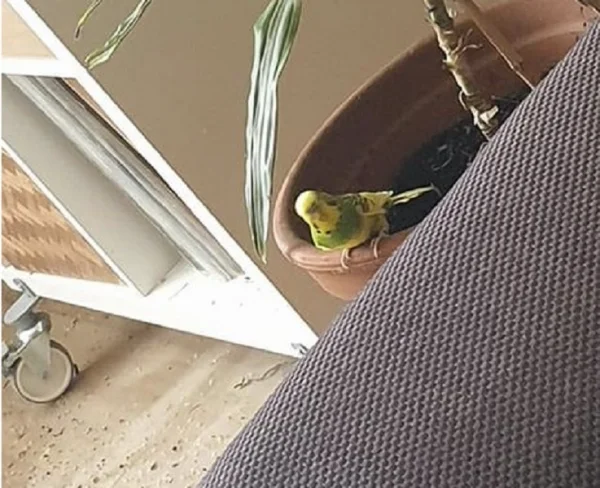 Wellensittich-Bild: Wie er guckt! Er weiß genau, dass er das nicht darf!