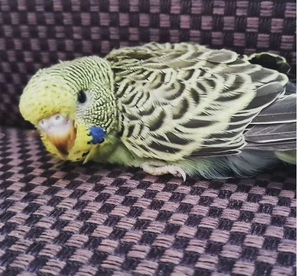 Wellensittich-Bild: Der süße Schlumpf weiß, wie man niedlich gucken kann <3