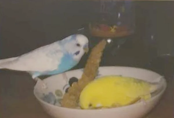 Wellensittich-Bild: Pip und Tiffy lassen es sich gut gehen