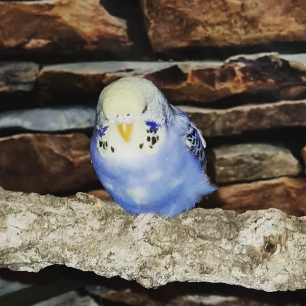 Wellensittich-Bild: Ich liebe diese blaue Färbung in Kombination mit dem zartgelben Köpfchen!