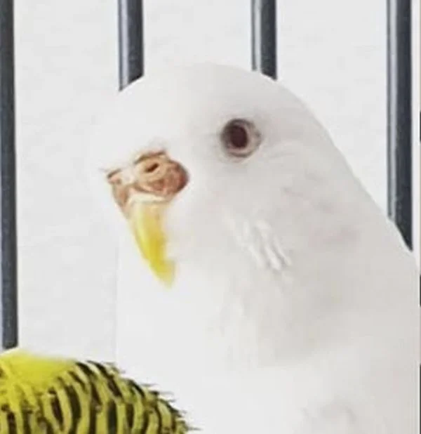 Wellensittich-Bild: meine süße Albino-Dame
