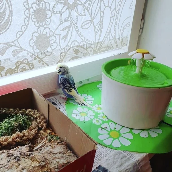 Wellensittich-Bild: Cera guckt sehnsüchtig aus dem Fenster. Kaum hat man den ersten Flug überstanden, wird man auch schon übermütig ;)