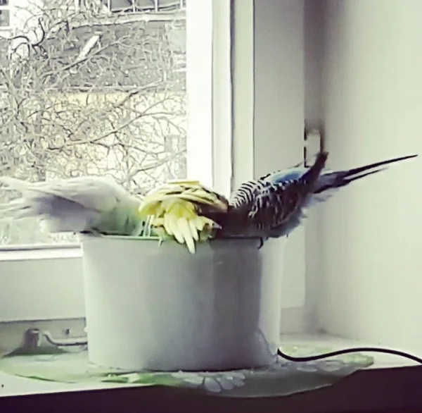 Wellensittich-Bild: Köpfchen in das Wasser, Schwänzchen in die Höh