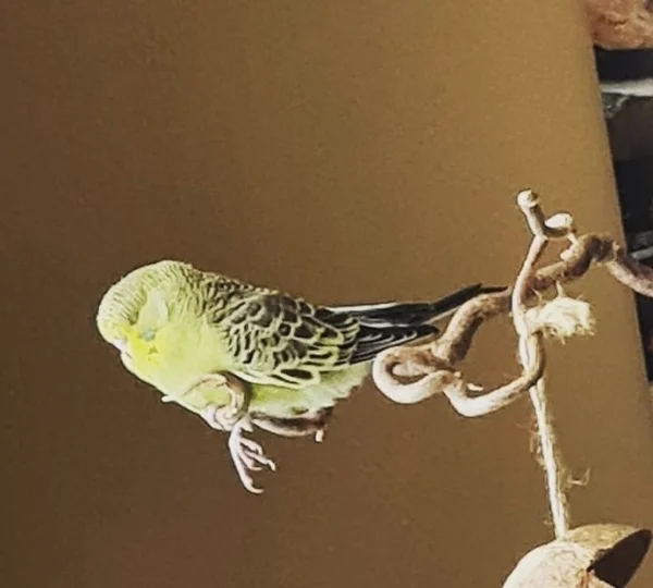 Wellensittich-Bild: Im chillen und relaxen macht Berti keiner was vor