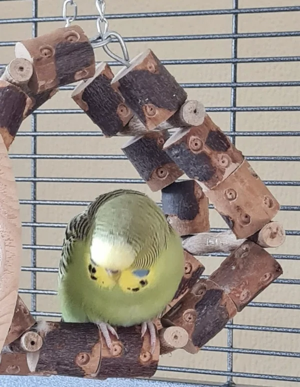 Wellensittich-Bild: Elmo sucht verzweifelt ihre Füße ;)