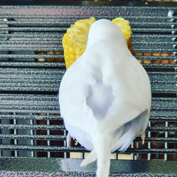 Wellensittich-Bild: es scheint zu schmecken :)