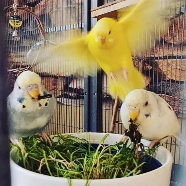 Wellensittich-Bild: Lumi stürmt die Salatbar