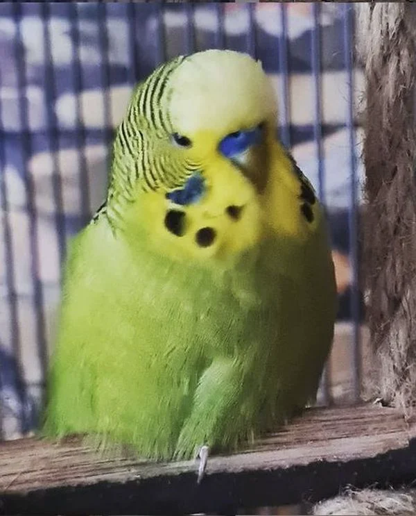 Wellensittich-Bild: mein süßes hübsches Humpelfüßchen <3 <3 <3