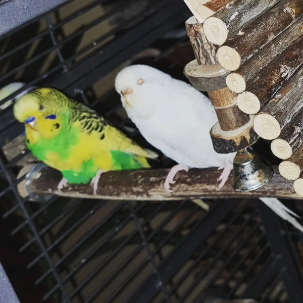 Wellensittich-Bild: So ein süßes Pärchen :)