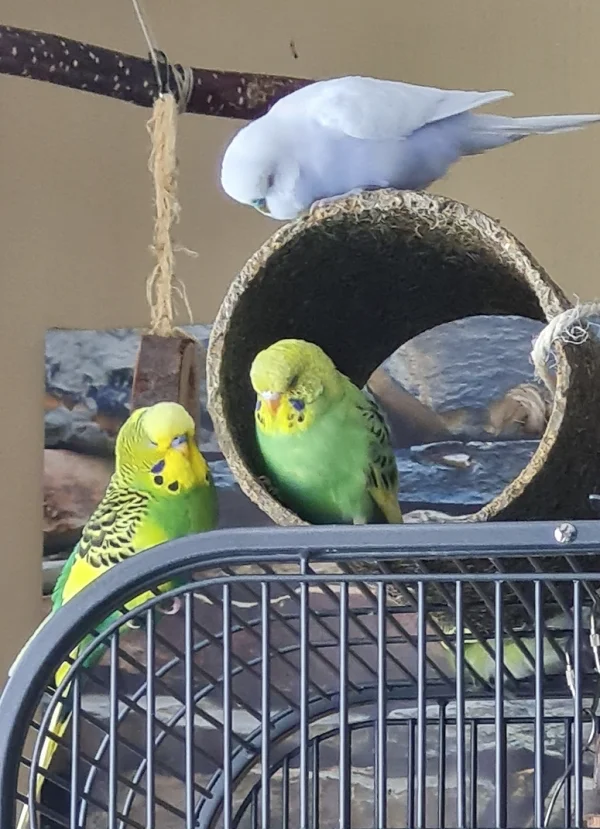 Wellensittich-Bild: Kalle und Krethi nehmen sich Dodo vor ;)