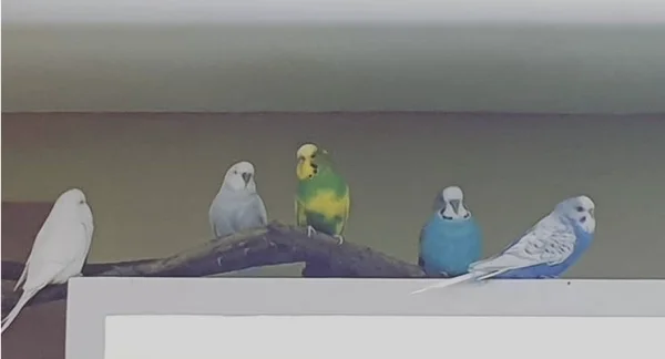 Wellensittich-Bild: Das erste Zusammentreffen als neuer Schwarm