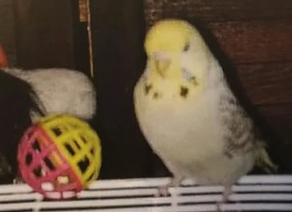Wellensittich-Bild: Was für ein Spaß, die Felos zu ärgern, indem man den Ball vom Käfig runter schmeißt!