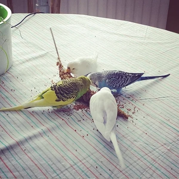 Wellensittich-Bild: Knusper Knusper Knäuschen..