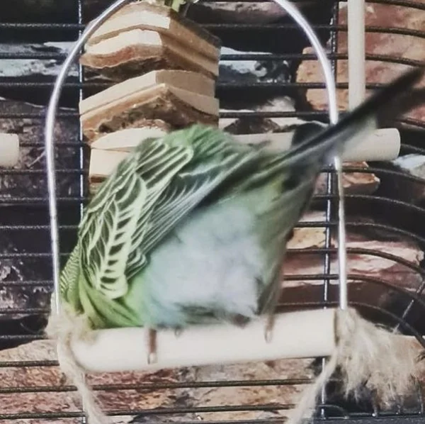 Wellensittich-Bild: Ein hübscher Rücken.. ähm.
