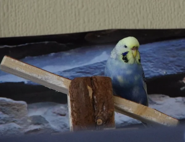 Wellensittich-Bild: Cera wundert sich, warum die Wippe nicht funktioniert.