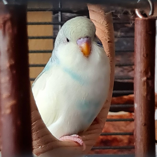 Grisu