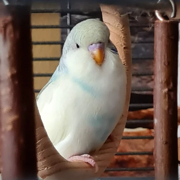 Wellensittich-Bild: so ein(e) hübsche(r)! und ersie weiß das ganz genau <3