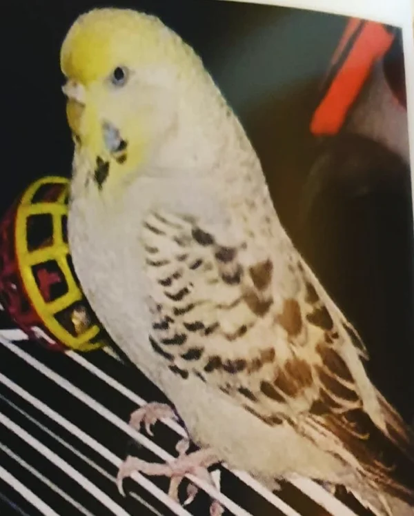 Wellensittich-Bild: Mein erster Welli - eine Zicke und ein Schatz <3