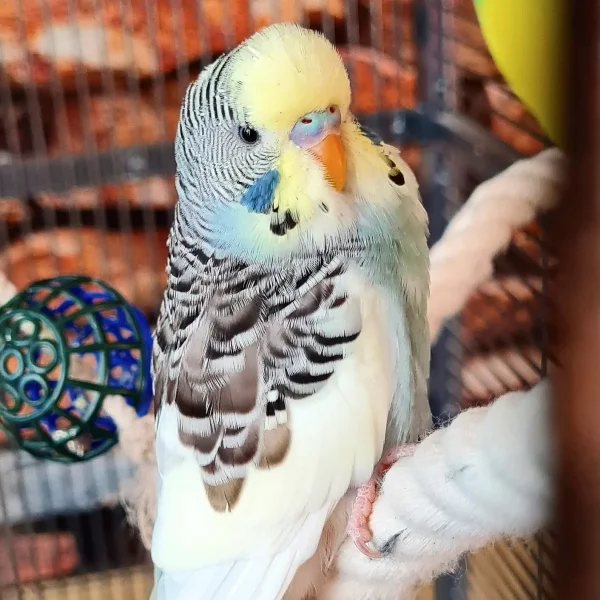 Wellensittich-Bild: Was für ein kecker Blick! Das flirten hat er vom Papa <3