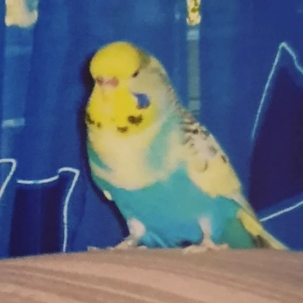 Wellensittich-Bild: Pippins Herzallerliebste