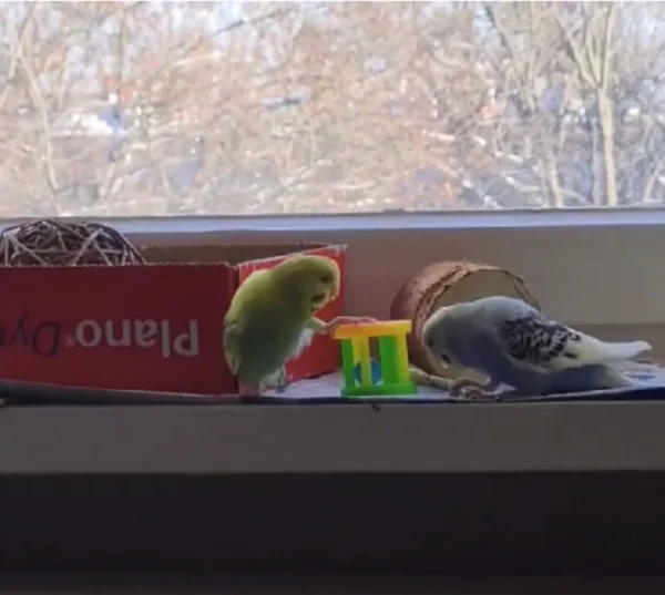 Wellensittich-Bild: So, wie kommt Dodo nun wieder an das Stöckchen ran?