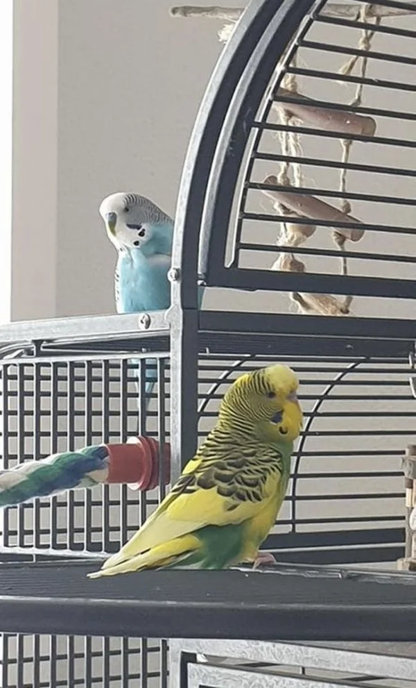 Wellensittich-Bild: Hab dich genau im Blick!