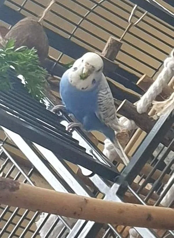 Wellensittich-Bild: Lecker Möhrengrün!