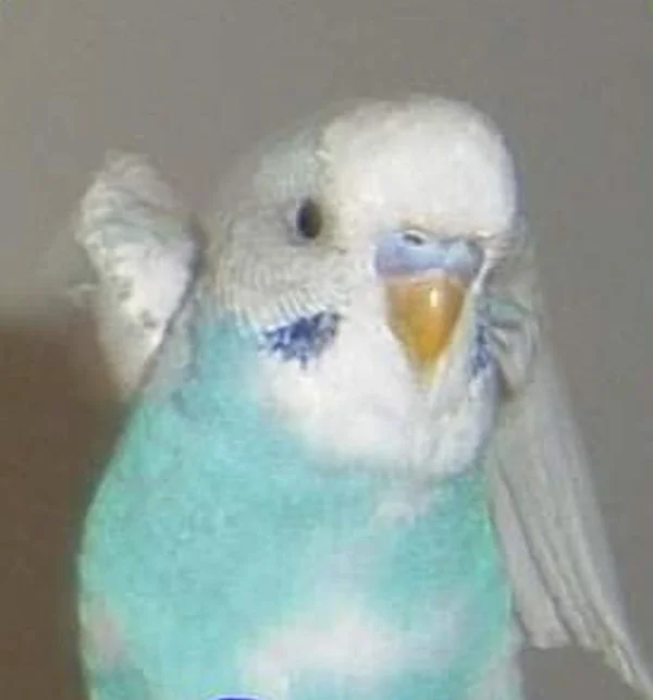 Wellensittich-Bild: Hab dich so geliebt und vermisse dich jeden Tag :(