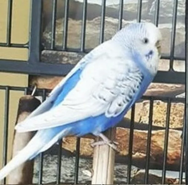 Wellensittich-Bild: Käthe von Klops, formerly known as Blauer Liebling