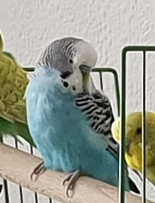Wellensittich-Bild: Kummi, der blaue nervöse Wirbelwind