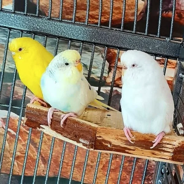 Wellensittich-Bild: Klärchen wirkt etwas pikiert, was die Kleinen ihr da scheinbar vortragen