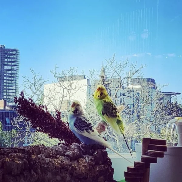 Wellensittich-Bild: Cera und Dodo genießen ihr Frühstück in der Sonne