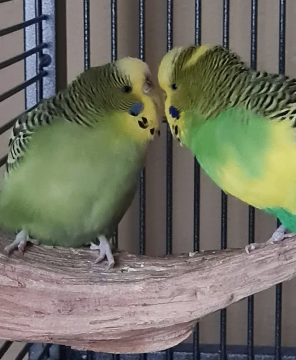 Wellensittich-Bild: Vater Tochter Beziehung intensivieren ;)