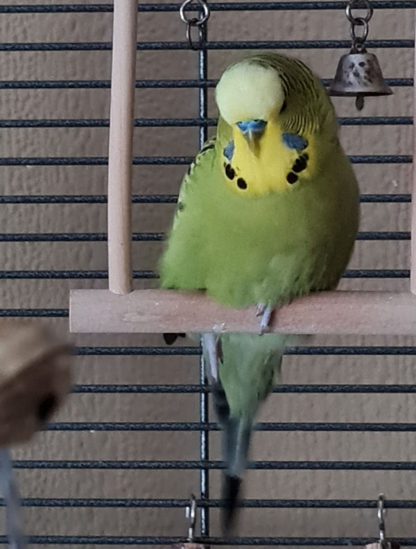 PHPSESSID