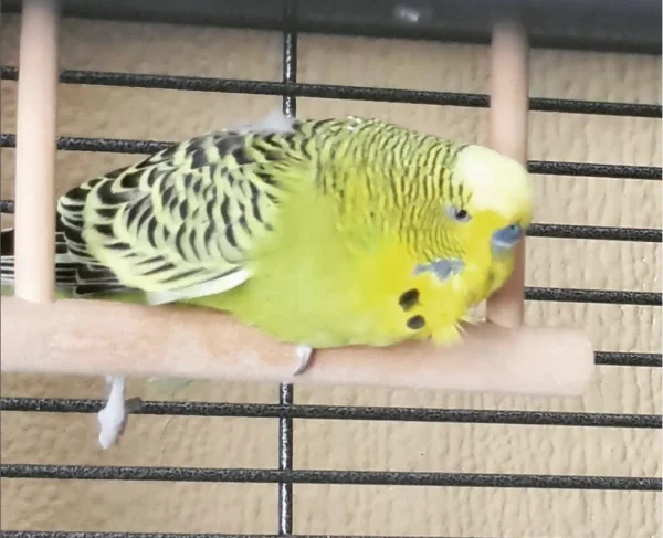 Wellensittich-Bild: Die Hitze macht dem Kleinen echt zu schaffen <3 