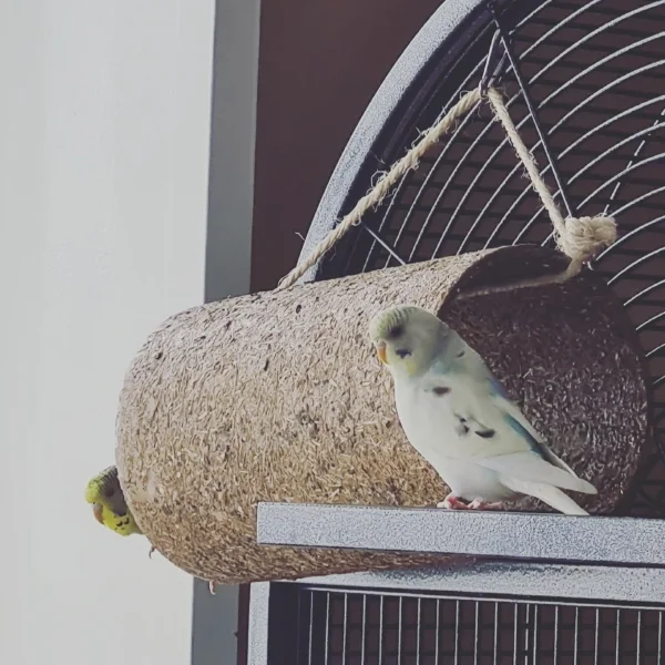 Wellensittich-Bild: Da guckt Grisu nicht schecht, wo Elmo da wieder rauskommt