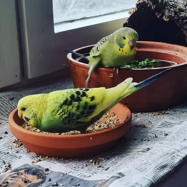 Wellensittich-Bild: Während Dodo das Essen sichtlich schmeckt, probiert Berti das Salatbad aus