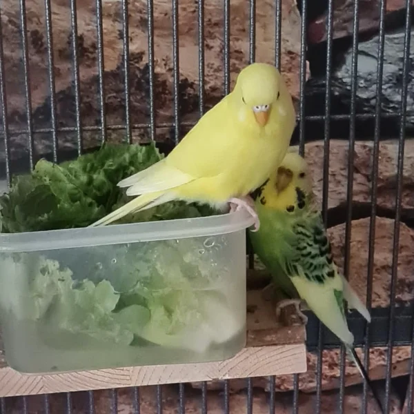 Wellensittich-Bild: und weißt die dicke Dodo in die Schranken ;)