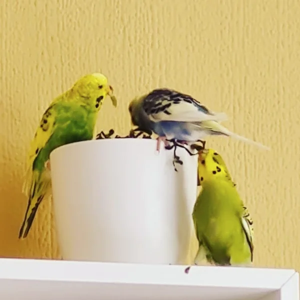 Wellensittich-Bild: Der schmeckt halt zu gut