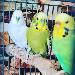 Krethi, Berti und Dodo