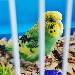 Dodo hinter Gittern