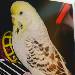 Micky Amadeus von Pieps