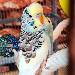 Der fesche Halvar