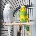 Krethi und Kalle 